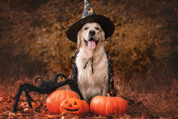 Top 10 Dog Costumes for Halloween 2025 – Fauxpaw’s Whimsical Picks
