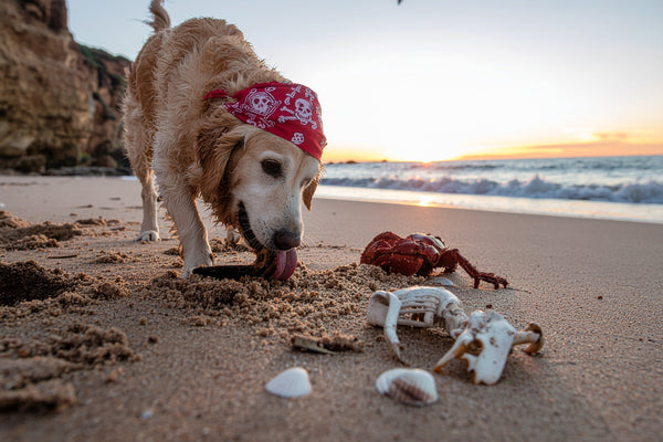 🐾 Buried Bone Digger Dogtales: Story 5 – The Tickled Bone