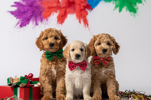 🎁 Top 10 Pet Gifts for Black Friday — From One Pet Lover to Another