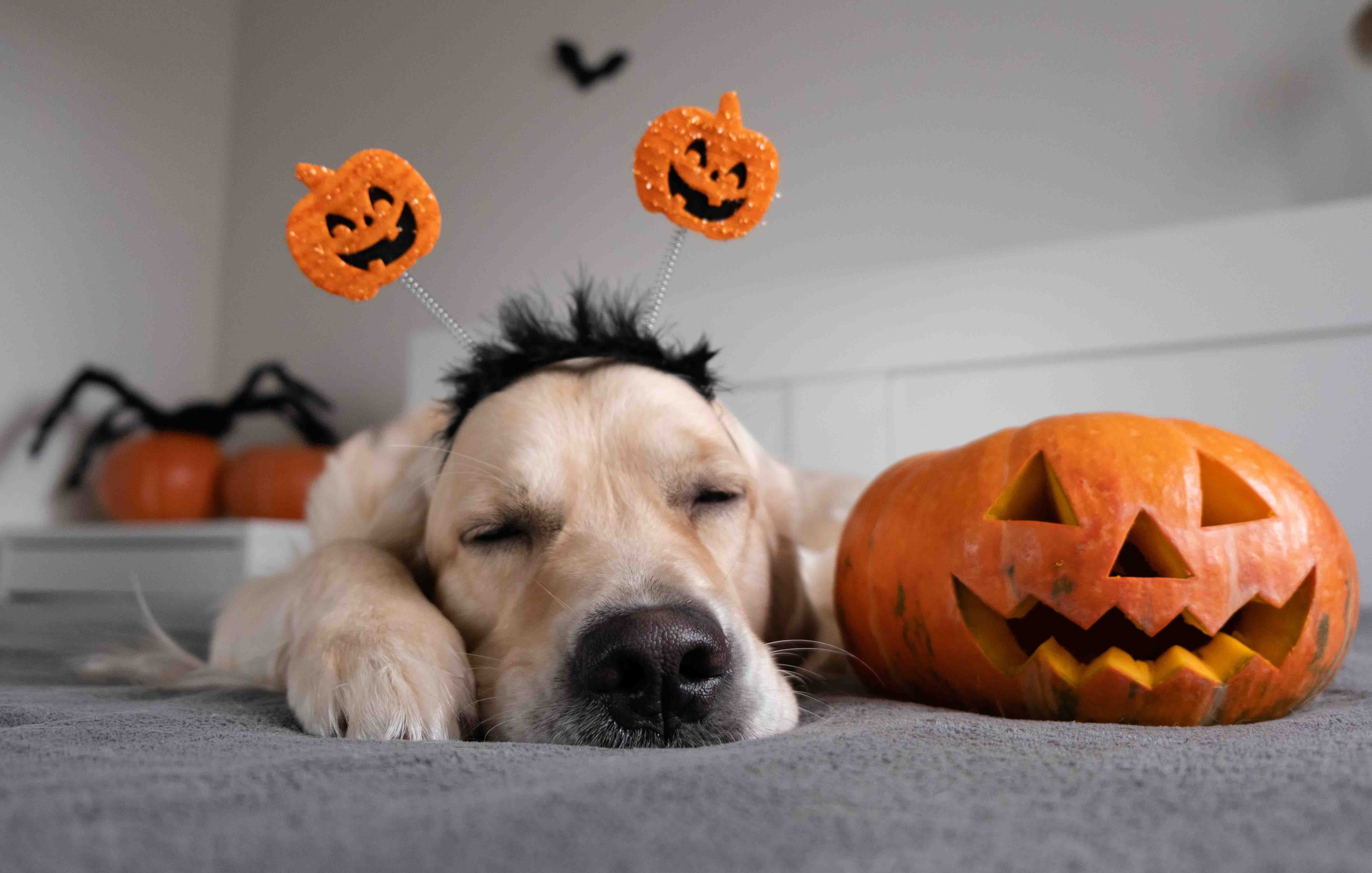 Witch Way to the Treats? Pawsitively Spooktacular Pet Decor from Faux Paw!