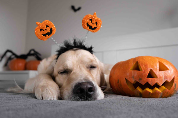 Witch Way to the Treats? Pawsitively Spooktacular Pet Decor from Faux Paw!