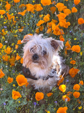 Poppy Field Terrier  Dog Bowl