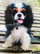 Cavalier King Charles Spaniel relaxing time