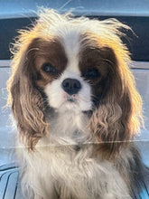 King Charles Spaniel boating bowl