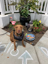 Grande 10” Custom Ceramic Pet Bowl